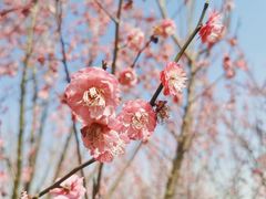 -花开海上生态园