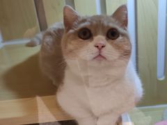 -momokira米努特·德文卷毛猫·棉花面纱犬