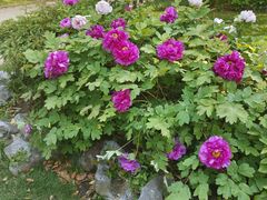 -上海共青森林公园