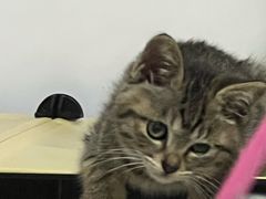 -中农大我爱我爱动物医院·核磁CT·猫病·24小时夜诊中心(石佛营店)