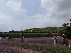 -龙口南山旅游景区