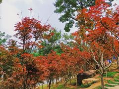 -广州市帽峰山景区