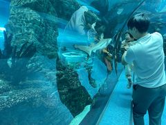 -乐从天佑城海洋馆
