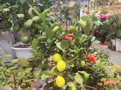 -大自然花鸟鱼虫市场