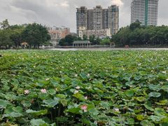 -荔湾湖公园