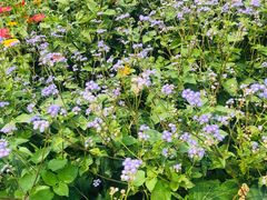 -前小桔亲子创意农场·草莓采摘·露营烧烤