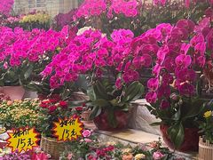 -朝来春花卉市场