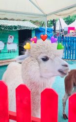 -萌宠亲子动物乐园(槐房万达店)