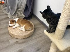 -浣熊柯尔鸭土拨鼠·电玩咖