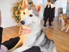 -Husky Go! 哈士奇体验馆·宠物咖啡厅狗咖