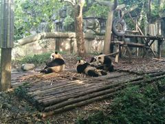 -成都大熊猫繁育研究基地