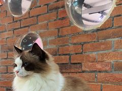 -豆逗聊愈猫阁Easy Life