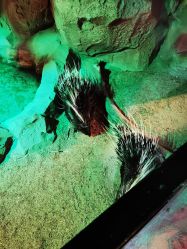 -酷嗒动物文化乐园(cutezoo西溪乐天城店)