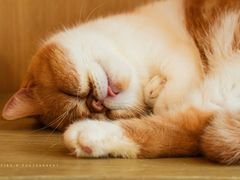 -飞行喵MR PILOT|猫舍·猫咖(静安大融城店)