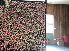 -百好乐宠物友好餐厅(朝外大街店)