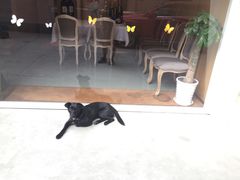 -蝶舍·MAISON PAPILLON