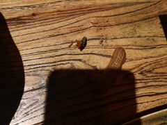 -铁人烧烤(北京店)