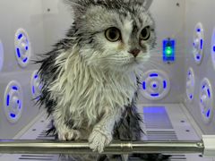 -爱洗澡的猫(望京店)