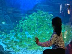 -烟台海昌鲸鲨海洋公园