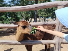 -西霞口神雕山野生动物世界