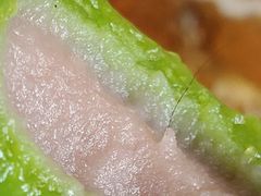 -鲜果盒子(会展店)