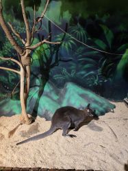 -未来动物城动物主题公园(大悦城店)