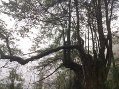 -九峰山