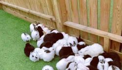 -萌宠亲子动物乐园(槐房万达店)