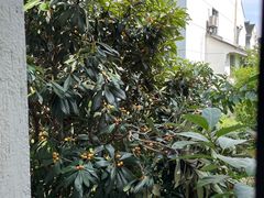 -仙雨林·奶茶鲜果茶(书院巷店)