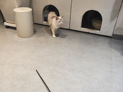 -琪喵猫屋·撸猫猫咖·猫舍