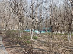 -长白岛森林公园