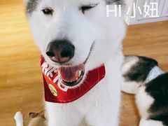 -Husky Go! 哈士奇体验馆·宠物咖啡厅狗咖