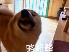 -喜柴咖啡·柴犬狗咖
