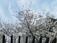 -树山生态村