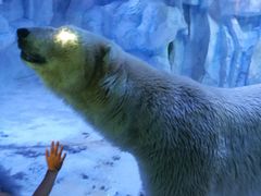 -芜湖新华联大白鲸海洋公园