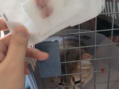 -伟伟宠物医院·瑞派猫友好医院·猫科(光谷店)