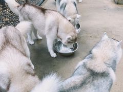 -TrueLove @ Neverland (Husky Cafe)