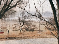 -北京麋鹿生态实验中心