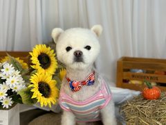 -喜洋洋宠物医院(震川路总店)