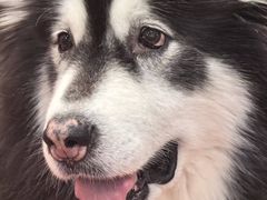 -和它·交个朋友·狗咖猫咖(爱琴海店)