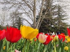 -洛阳郁金香牡丹园