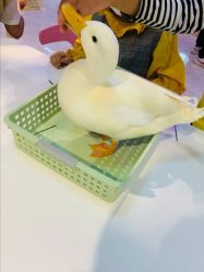 -Moni星球萌宠·小马宝莉·灵蛇·高端高阶全萌宠互动体验俱乐部(红豆国际广场店)