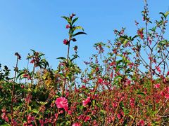 -广东花都湖国家湿地公园