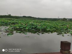 -荷塘月色湿地公园·向阳花洲