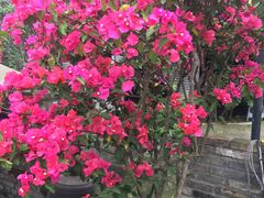 -三圣花乡旅游区