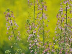 -中国天府农业博览园