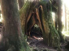 -阿里山神木遗迹