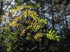 -帽儿山国家森林公园