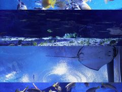 -海合安武汉极地海洋公园