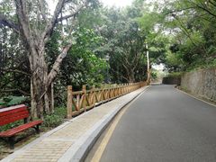 -银湖山郊野公园-相思林